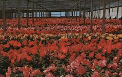 Lath House, Vetterie Brothers Begonia Gardens Postcard