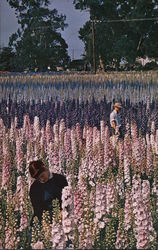 World famous Pacific strain of delphiniums developed by Vetterle and Reinelt Postcard