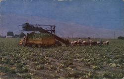 Salad bowl of the nation - lettuce harvest Postcard