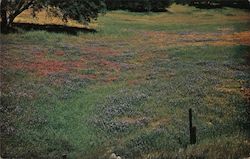 Field of Lupines Paso Robles, CA Mr. B. Photography Postcard Postcard Postcard