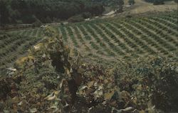 Vineyard scene at the Pesenti Winery Postcard