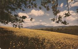 Mt. Diablo across the Verdant San Ramon Valley, one mile south of Danville along Hwy. 21 Postcard