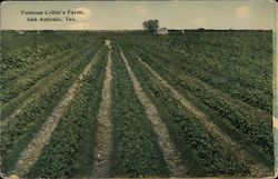 Famous Collin's Farm Postcard