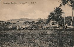 Ploughing a Cornfield Postcard