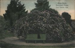 Rose Bush, Fairview Plaza Postcard