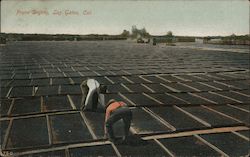 Prune Drying Postcard