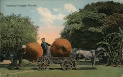 Loading Oranges Postcard