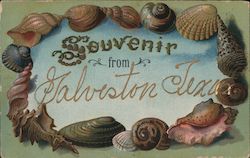 Circle of Shells Souvenir From Galveston Texas Postcard