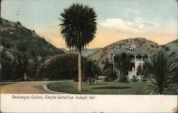 Descanso Canon, Santa Catalina Island California Postcard Postcard Postcard
