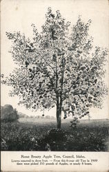 Rome Beauty Apple Tree Postcard