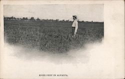 Knee-Deep in Alfalfa Postcard