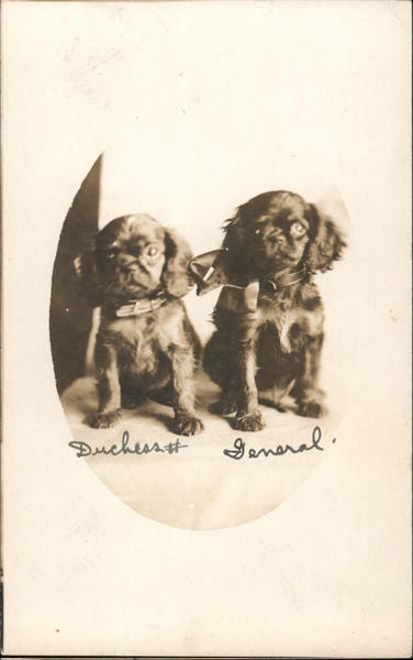 Duchess & General, Spaniels Dogs