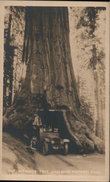 The Waraona Tree Yosemite National Park