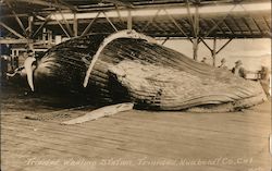 Trinidad Whaling Station Postcard