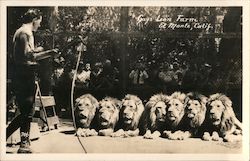 Lion Tamer, Gay's Lion Farm Postcard