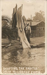 Shooting the Chutes, California Alligator Farm Postcard