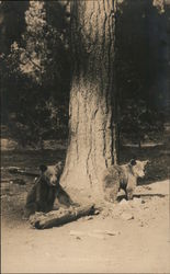 Two Baby Bears Under a Pine Tree Postcard