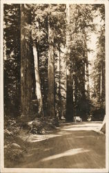 Road through Redwood trees, vintage open car. Postcard