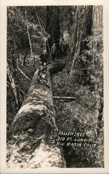 Fallen Tree, 310 Ft. Long Big Basin, CA Postcard Postcard Postcard