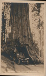 The Waraona Tree Yosemite National Park Postcard