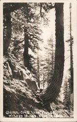 Lava Fields, Wizard Island, Crater Lake Postcard