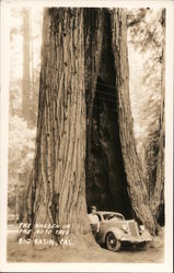 The Warden in the Auto Tree Postcard