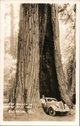 The Warden in the Auto Tree Big Basin, CA Postcard Postcard Postcard