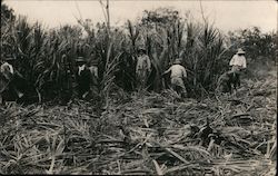 Harvesting Sugar Cane Postcard