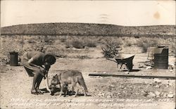 Coyote & Dixie enjoying a Coca Cola from the bottle at Cherokee Lodge on Highway 62 Postcard