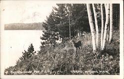 A Deer in the Northwoods Grand Marais, MI Postcard Postcard Postcard