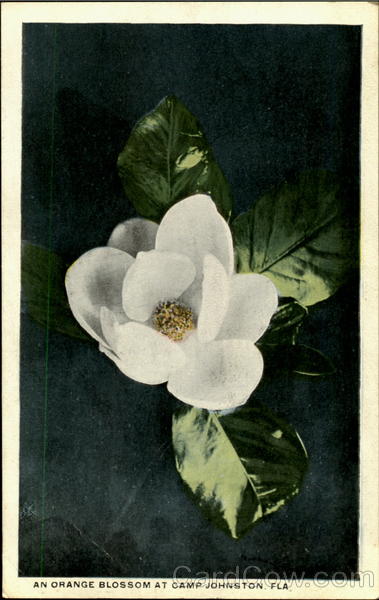 An Orange Blossom Camp Johnston Florida