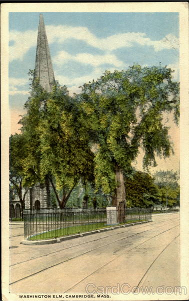 Washington Elm Cambridge Massachusetts