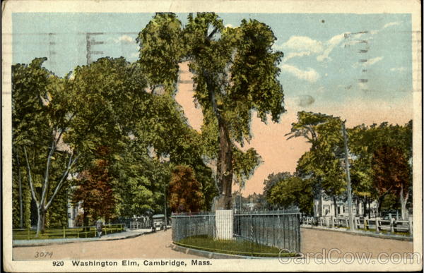 Washington Elm Cambridge Massachusetts