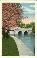 Japanese Cherry Blossoms Postcard