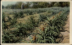 A Pineapple Field Postcard