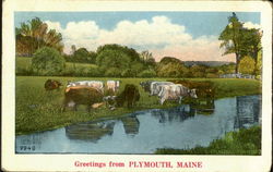 Greetings From Plymouth Postcard