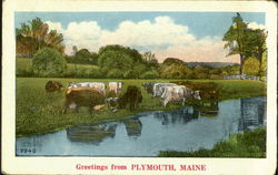 Greetings From Plymouth Maine Postcard Postcard