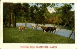 Greetings From Plymouth Maine Postcard Postcard