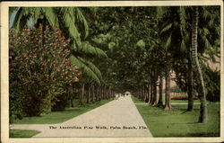 The Australian Pine Walk Postcard