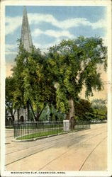 Washington Elm Cambridge, MA Postcard Postcard