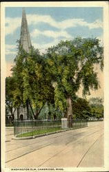 Washington Elm Postcard
