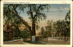 The Washington Elm Postcard