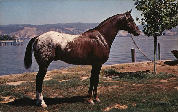 M-Bar's Whatta-Chief Pope Valley California