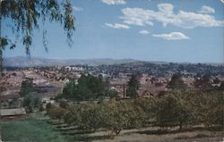 Citrus and avocado grove Escondido, CA Postcard Postcard Postcard