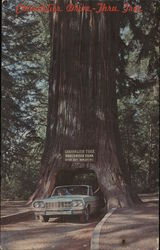 Chandelier Drive-Thru Tree, Underwood Park, Giant Sequoia Postcard
