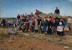 Scenes de Vendanges en CHARENTE. Postcard