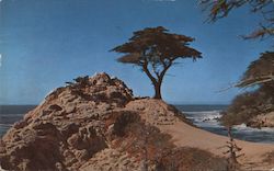 Close Up View of Midway Point and Its Famous Spray-Swept Lone Cypress Postcard