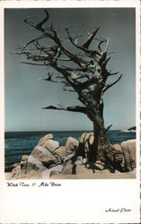 Witch Tree, 17 Mile Drive Pebble Beach, CA Postcard Postcard Postcard