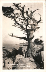 The Witch Tree, 17 Mile Drive Pebble Beach, CA Postcard Postcard Postcard