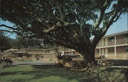 Carmel Hill Motor Lodge Monterey, CA Postcard Postcard Postcard